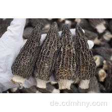 100% Wild Morchel Pilz / frische Morchel / Morchella Esculenta